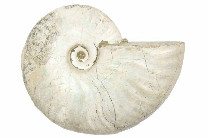 Silver, Iridescent Ammonite Fossil - Madagascar #191912